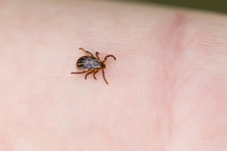 Artvin'de 11 kişiye KKKA tanısı konuldu