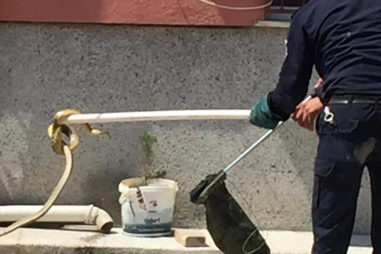 Su giderine giren yılanı itfaiye &ccedil;ıkarıp, ormana bıraktı