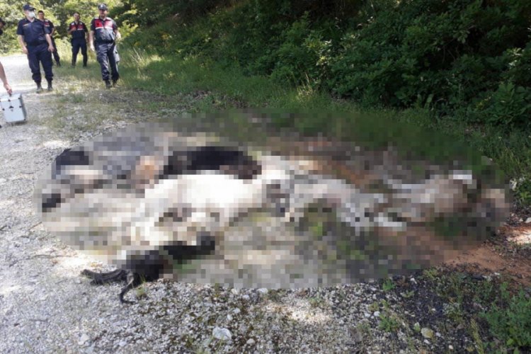 Ormanlık alanda 12 k&ouml;pek &ouml;l&uuml; bulundu