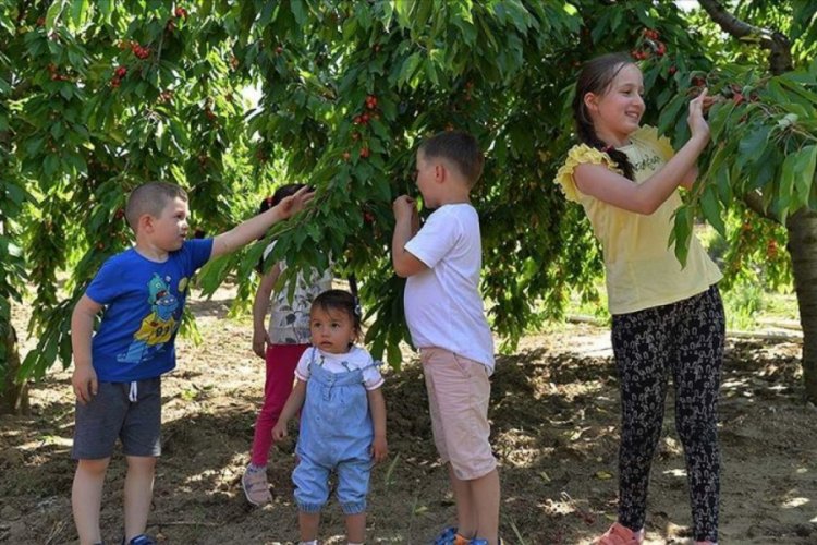 Bilecik'te kirazları 'kendin topla, kendin ye' uygulamasına b&uuml;y&uuml;k ilgi