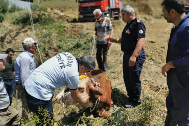 Kuyuya d&uuml;şen b&uuml;y&uuml;kbaş hayvan kurtarıldı