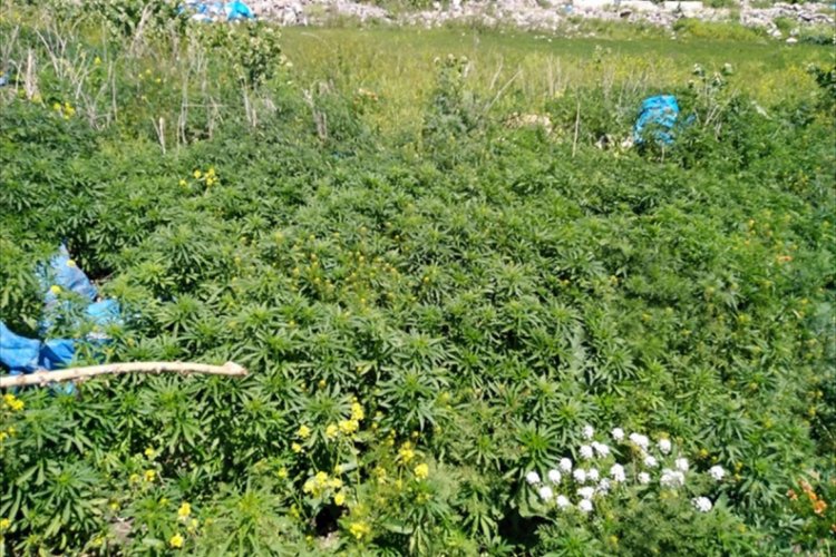 12 bin 146 k&ouml;k Hint keneviri ele ge&ccedil;irildi
