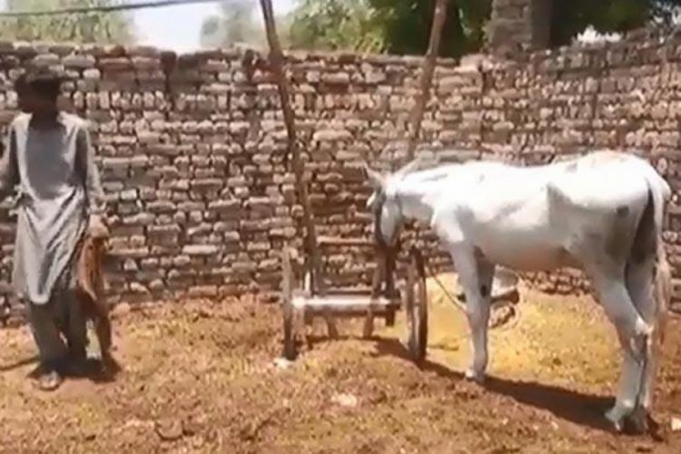 Pakistan'da bir eşek g&ouml;zaltına alındı!
