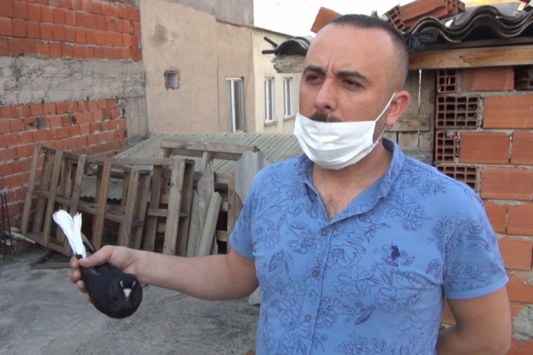 Bursa'daki bu g&uuml;vercinler motosiklet fiyatına satılıyor