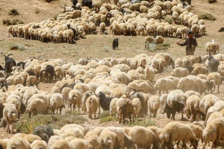K&uuml;&ccedil;&uuml;kbaş hayvan yetiştiricisi normalleşme s&uuml;recinde de &uuml;retimini s&uuml;rd&uuml;rd&uuml;