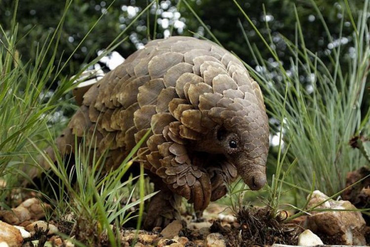 &Ccedil;in geleneksel ila&ccedil; listesinden pangolin pullarını &ccedil;ıkardı