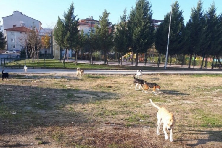 Vatandaş başıboş k&ouml;peklerden şikayet&ccedil;i