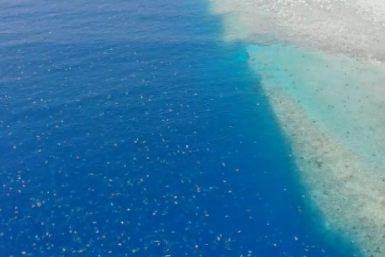 D&uuml;nyanın en b&uuml;y&uuml;k yeşil kaplumbağa yuvaları ilk kez drone ile g&ouml;r&uuml;nt&uuml;lendi