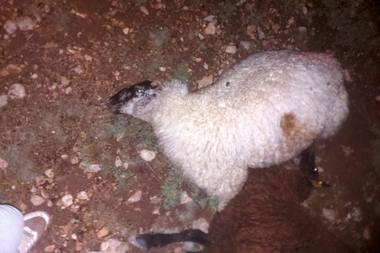 Yıldırım d&uuml;şen b&ouml;lgedeki 13 koyun telef oldu