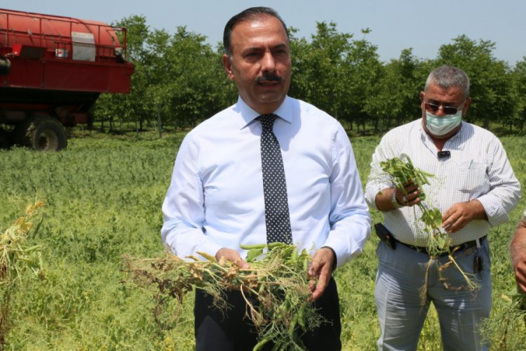 Bursa'da bezelye i&ccedil;in y&uuml;ksek rekolte beklentisi