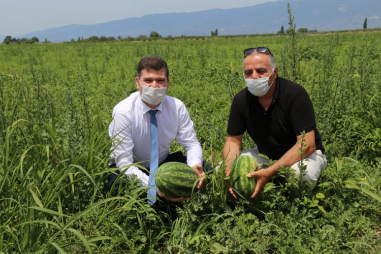Edremit Belediyesi: Kaz Dağı karpuzuyla Adana'ya rakip olacağız