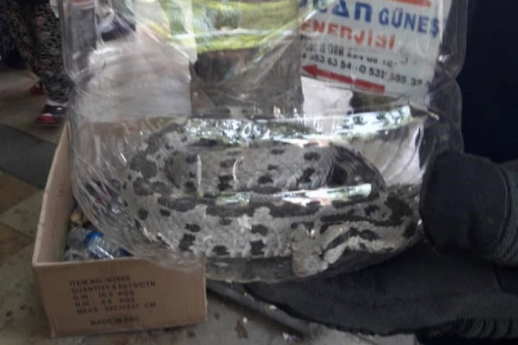 İş yeri &ouml;n&uuml;nde g&ouml;r&uuml;len yılanı iftaiye ekibi yakaladı
