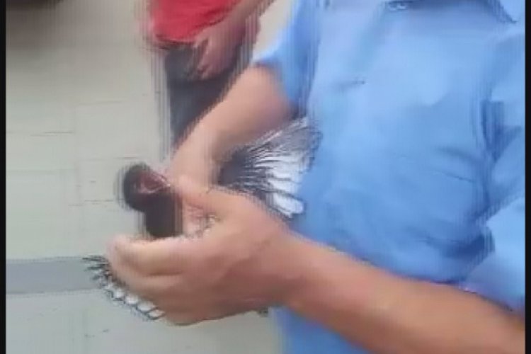 Yuvasından d&uuml;şen yavru karganın imdadına yetiştiler