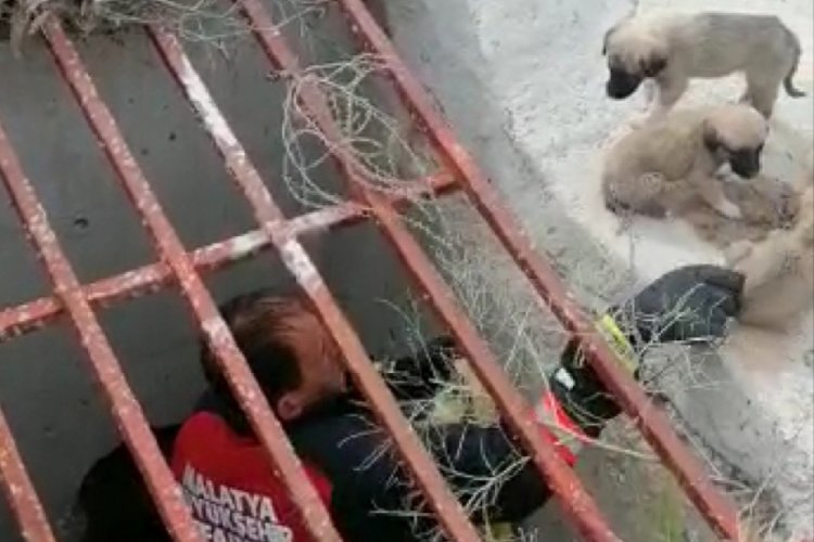 Malatya'da menfeze düşen yavru köpekler kurtarıldı 