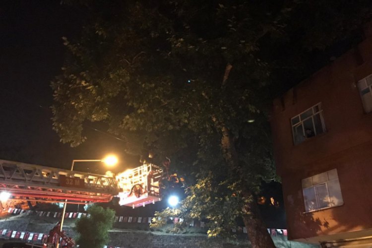 Ağa&ccedil;ta mahsur kalan kediyi itfaiye kurtardı