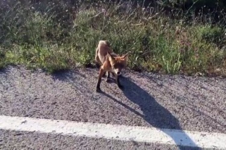 Tekirdağ'da bir &ouml;ğretmen, yol kenarında g&ouml;rd&uuml;ğ&uuml; tilkiyi besledi