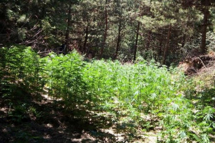 Hint keneviri ekili arazide uyuşturucu satışına 7 g&ouml;zaltı