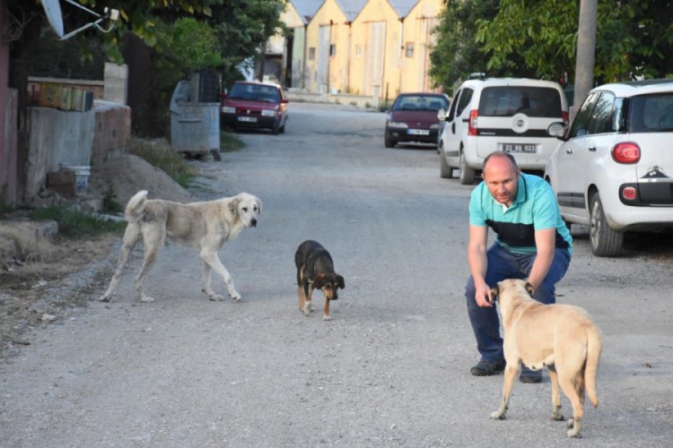 İpsala'da kedi ve k&ouml;peklerin &ouml;l&uuml;m nedeni fare zehriymiş