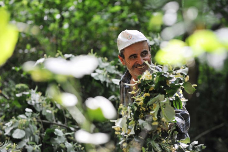 Bursa'da ıhlamur ormanlarında hasat başladı
