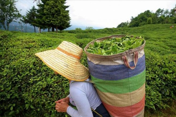 &Ccedil;aykur 203 bin ton yaş &ccedil;ay alımı ger&ccedil;ekleştirdi