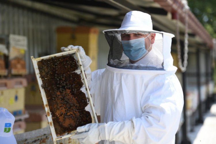 Propolis &uuml;retimi artacak