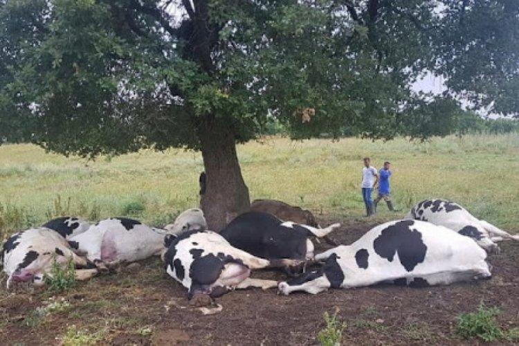 Yıldırım d&uuml;şmesi sonucu &uuml;&ccedil; inek telef oldu