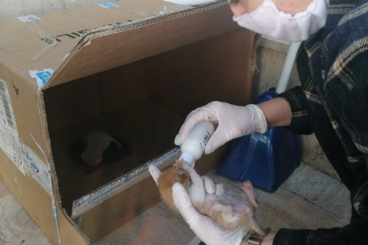 Bursa'da sokağa atılan yavru kedilere &ccedil;alışanlar sahip &ccedil;ıktı