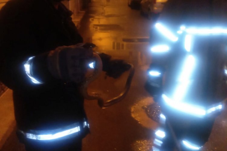 Bursa'da yılan eve tırmanmaya &ccedil;alıştı
