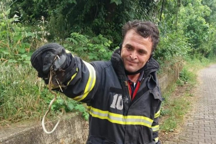 Zonguldak'da eve giren yılanı itfaiye &ccedil;ıkarttı