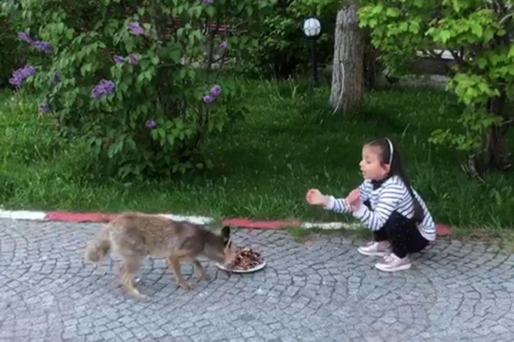 Minik Ela, tilkileri elleriyle besliyor