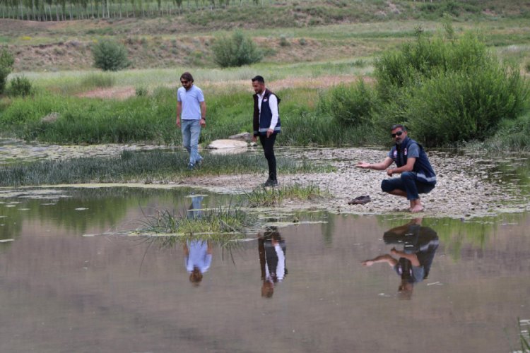 Yavru inci kefallerinin Van G&ouml;l&uuml;'ne d&ouml;n&uuml;ş g&ouml;&ccedil;&uuml; başladı
