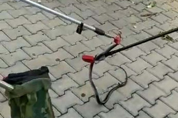 Sitenin bah&ccedil;esinde ağa&ccedil;ta g&ouml;r&uuml;len yılan, yakalanıp doğaya bırakıldı