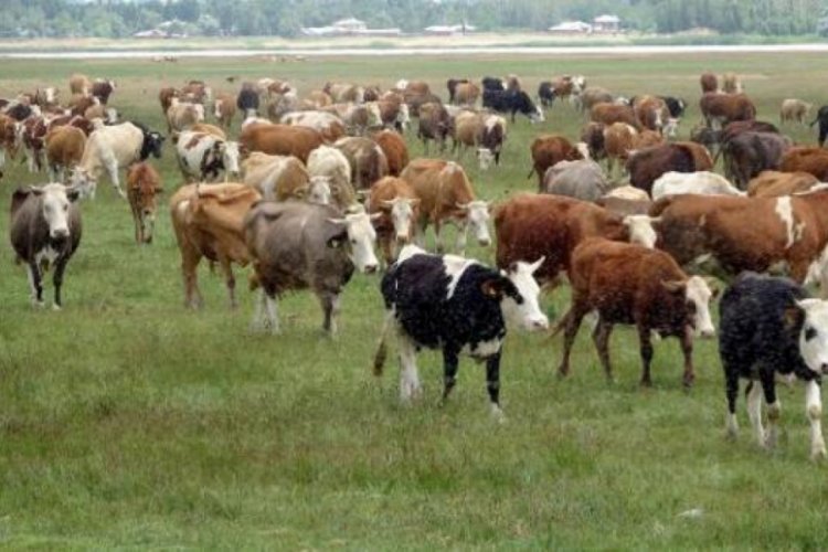 6 bin lira &uuml;cret teklifine rağmen &ccedil;oban bulunamadı