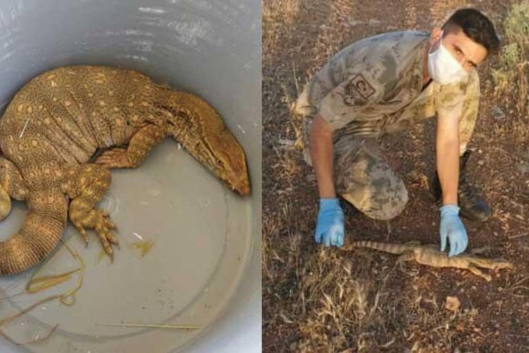 Şanlıurfa'da bulunan &ccedil;&ouml;l varanı doğaya bırakıldı