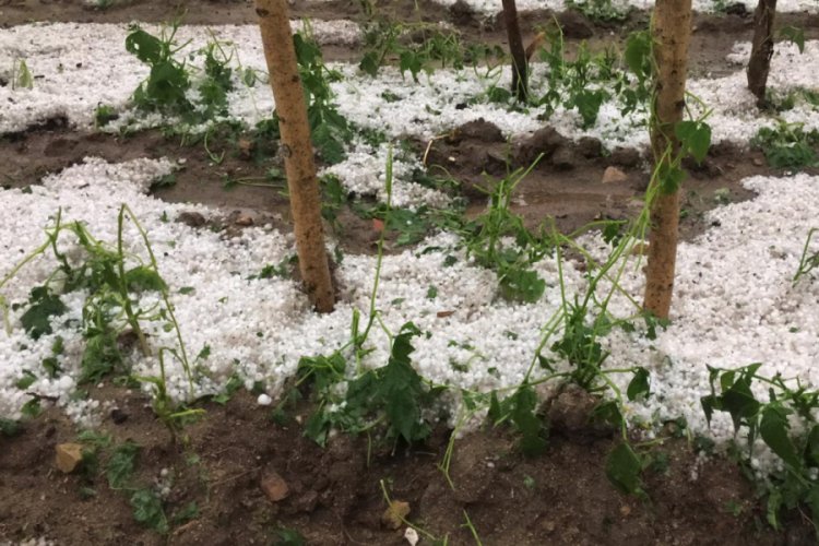 Yağan dolu tarım alanlarına zarar verdi