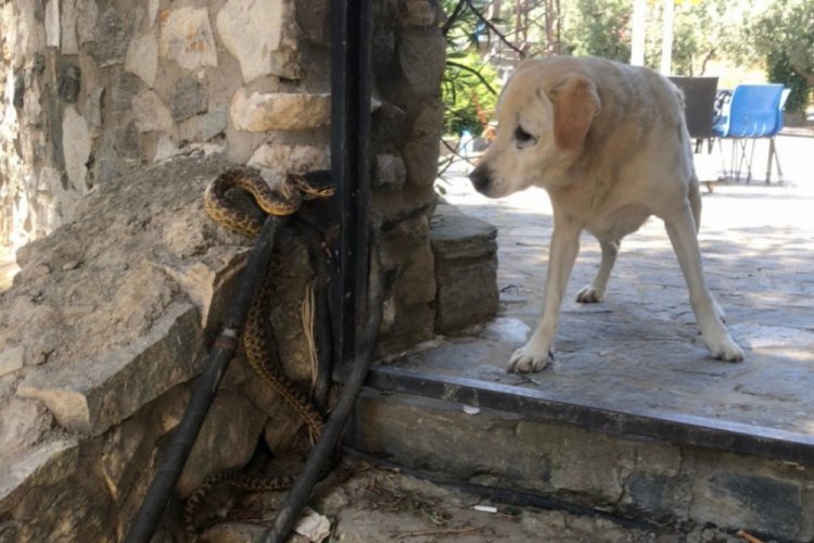 Bursa'da yılanın köpeğe saldırdığı anlar kameralara yansıdı