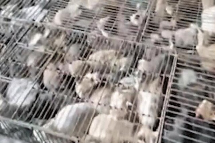 &Ccedil;in'de yasak sonrası kedi satışları patladı!