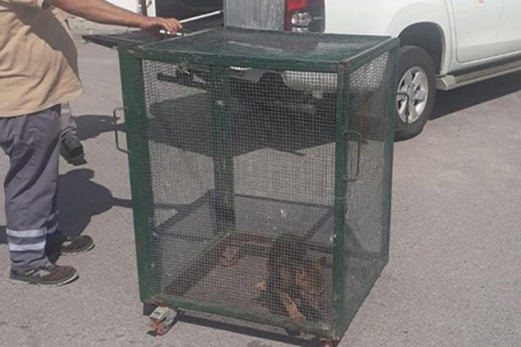 Evcilleştirmek istediği yavru kurda g&ouml;revliler el koydu