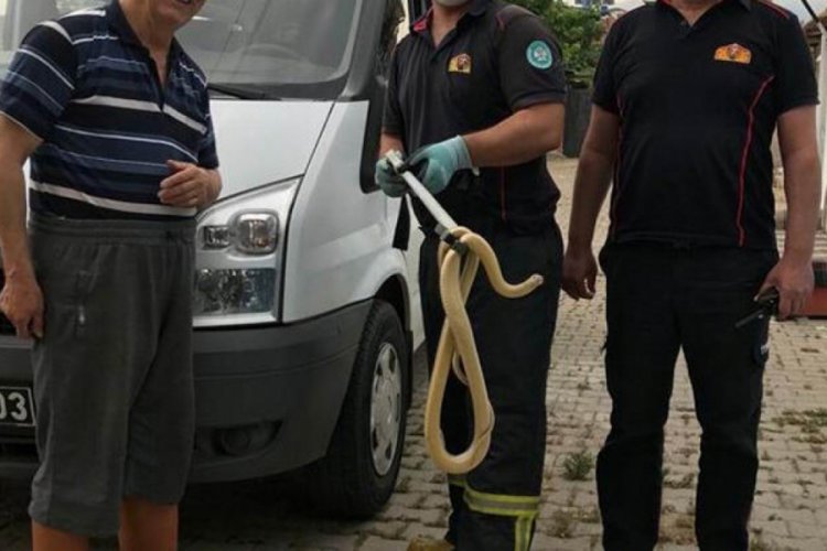 Manisa�da evde yılan paniği Güncel Haberler