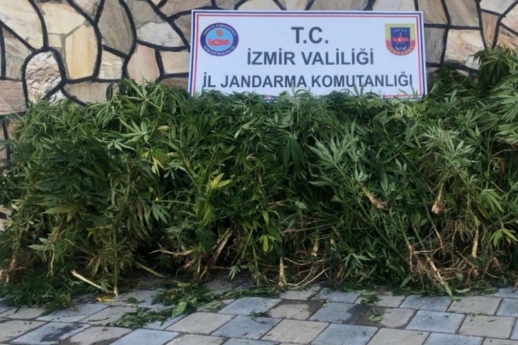 203 k&ouml;k Hint keneviri ele ge&ccedil;irildi