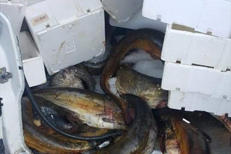 Ka&ccedil;ak yolla avlanılan 250 kilogram yayın balığı ele ge&ccedil;irildi