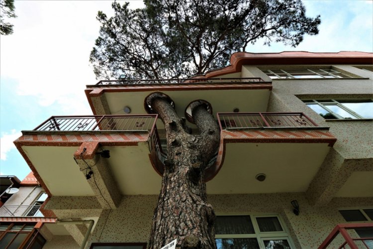 Kesmeye kıyamadıkları ağacı binanın i&ccedil;inden ge&ccedil;irdiler