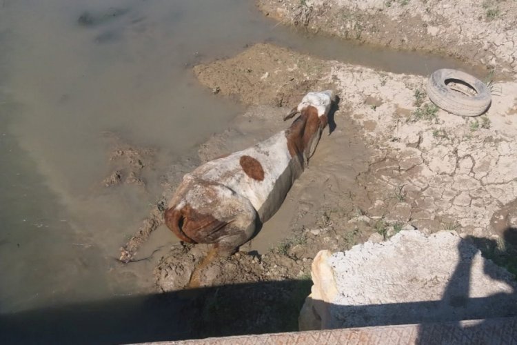 &Ccedil;amura saplanan iki inek kurtarıldı