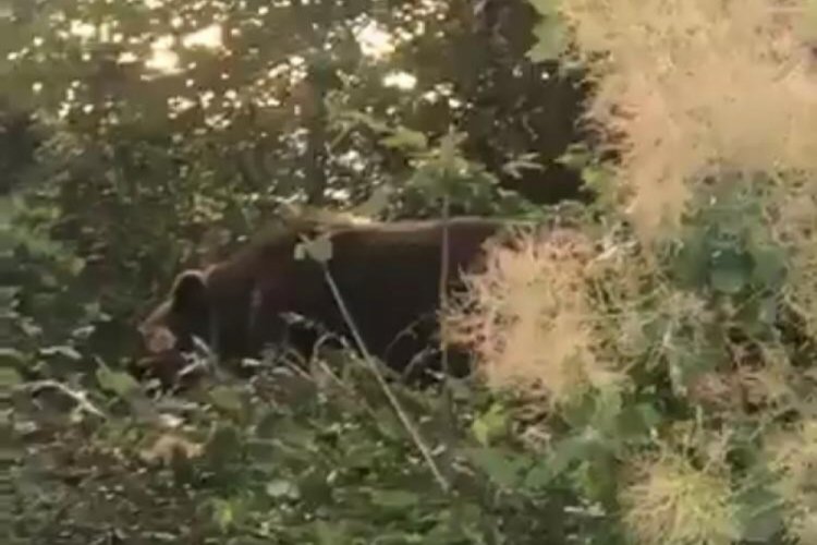 Domuz teline takılan ayı ekipleri seferber eti