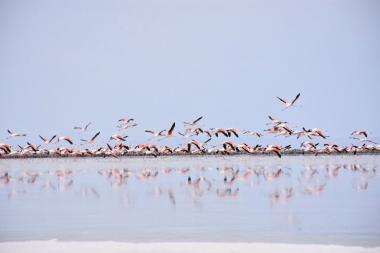 Doğa harikası Tuz G&ouml;l&uuml;'nde yavru flamingo ş&ouml;leni