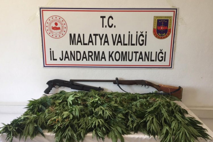 480 k&ouml;k kenevir ele ge&ccedil;irildi, 3 kişi g&ouml;zaltına alındı