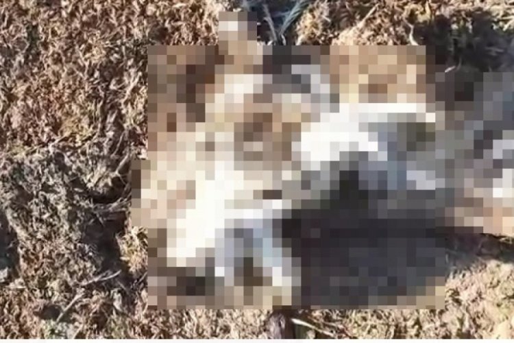 Bursa'da &ccedil;evreye kamyonla tavuk &ouml;l&uuml;s&uuml; ve pisliği d&ouml;ken şahsa 88 bin 500 lira ceza