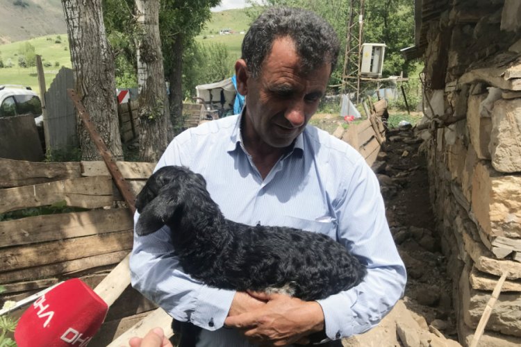 Bing&ouml;l depreminde &ouml;len koyunun 5 g&uuml;nl&uuml;k yavrusuna ilgi