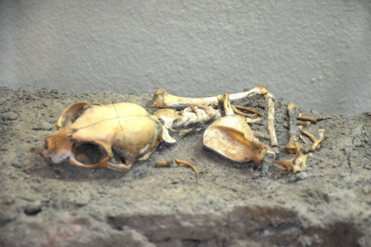 Yenikapı'daki kedi iskeletlerinde yeni bilgiler ortaya &ccedil;ıktı