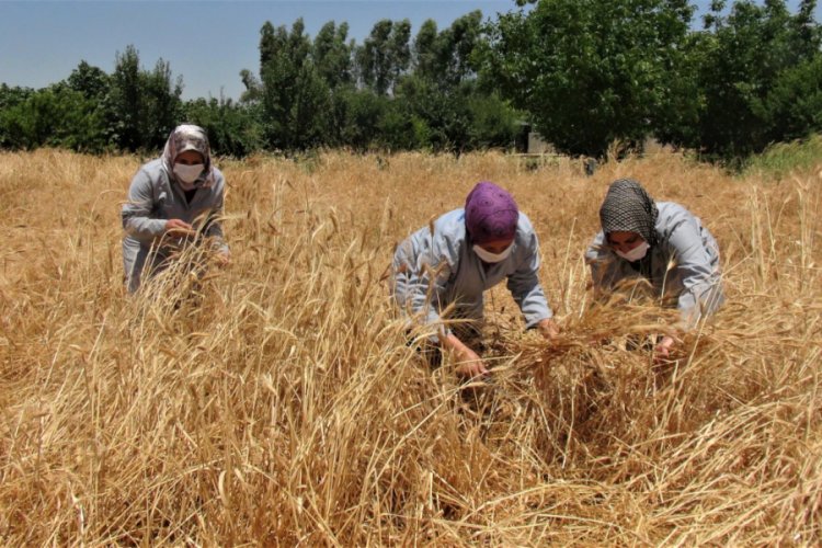 Mezopotomya'nın en eski buğdayında &uuml;&ccedil; yılda 400 ton &uuml;retim